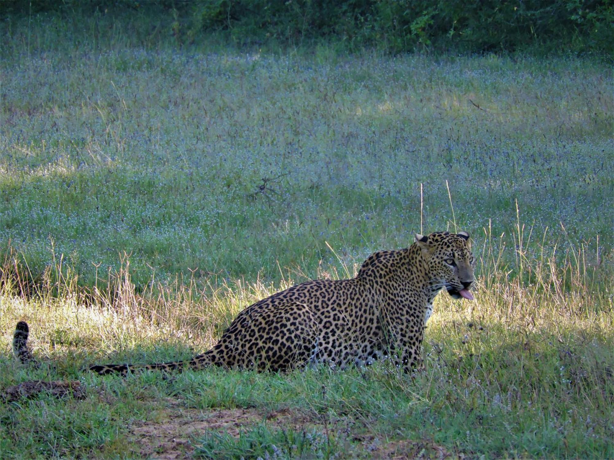 Hotel Yala Podi Hoona Bush Camp Exterior foto